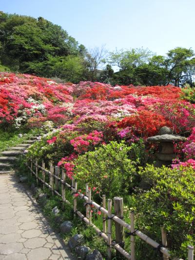 葉山　花の木公園では「キリシマツツジ」満開！