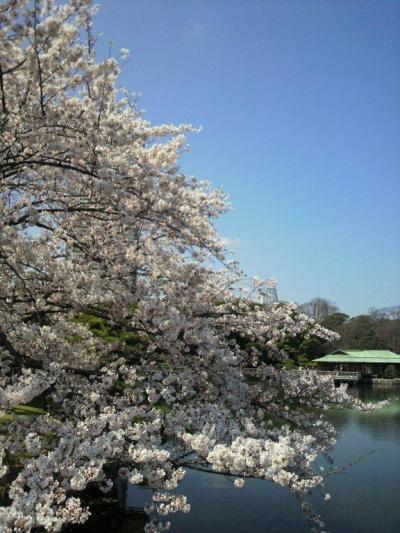 満開の桜を求めて　～ 四月の浜離宮 ～