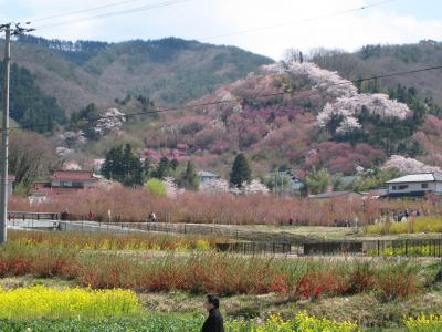 花見山公園と鶴ヶ城の桜と飯坂温泉