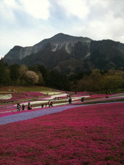 2010羊山公園の芝桜