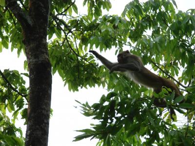 ネパールの自然と人々。　サランコットの自然と野生の猿たち。