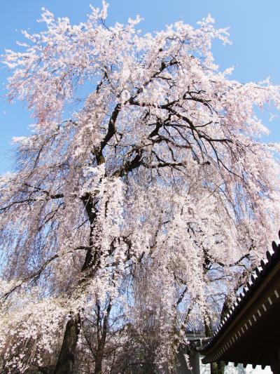 世界遺産・京都醍醐寺の桜。