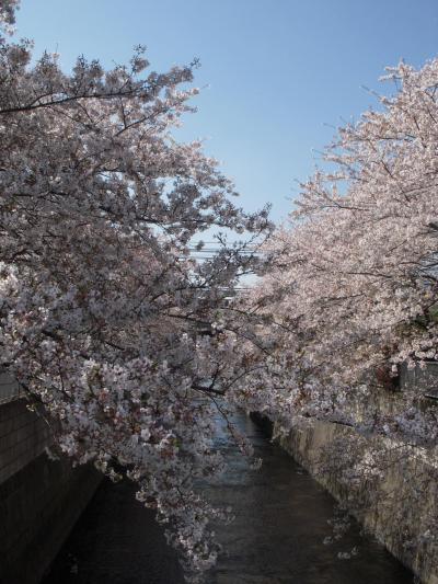 ☆　中野～新宿　絶景穴場の桜スポットサイクリング　☆