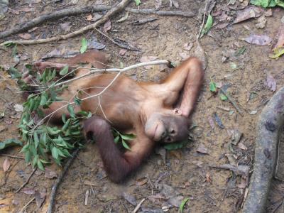 シャングリラ ラサリア