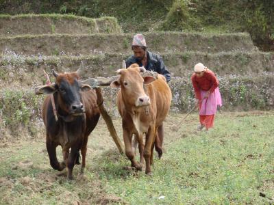 ネパールの自然と人々。　村の作業風景