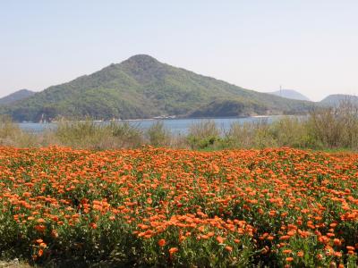 讃岐花めぐり　その１　荘内半島のキンセンカ