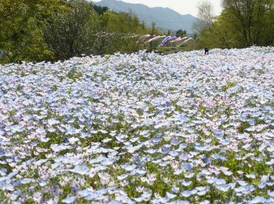 讃岐花めぐり　その２　まんのう公園のネモフィラ