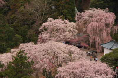 2010 身延山久遠寺の枝垂れ桜(その3)