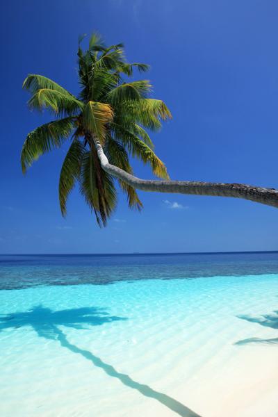 おひさのモルディブ。ダール環礁、ヴィルリーフに宿泊　/Maldives　Dhaalu Atoll　Vilu Reef Beach & Spa Resort