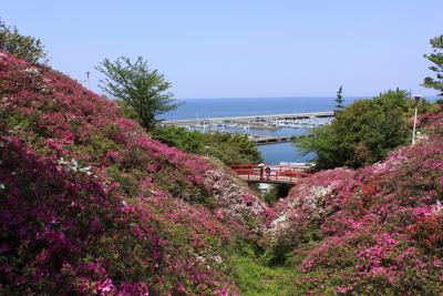 淡輪遊園のツツジ