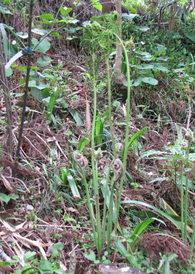 佐倉市散策（１９）・・北総台地に山菜・木の実を訪ねます。