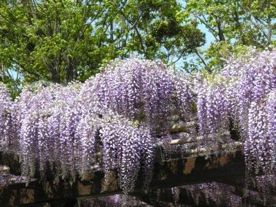 美しい藤の花に感激！２０１０年最初の京都南部オフ会