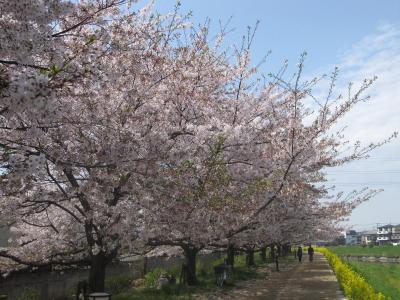 草加　綾瀬川　桜　四月　散歩道☆2010/04/11