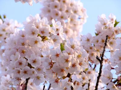 新　奥の太道　-桜、サクラ、咲くら～♪-