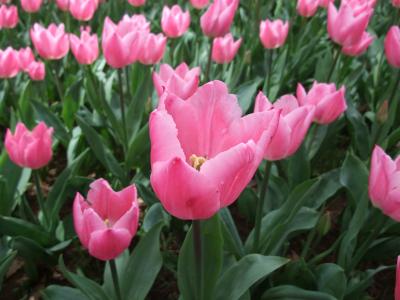 ～大洗　花めぐり～花や海に触れる自然を味わう旅（１泊２日）