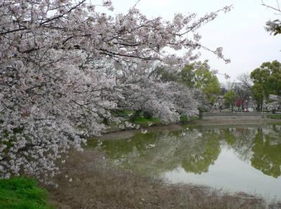 日本の旅　関西を歩く　大阪、帝塚山の万代池周辺
