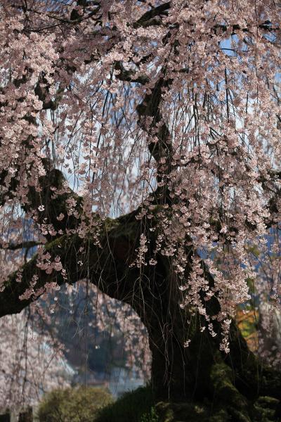 「麻績の里 舞台桜」(おみのさと　ぶたいざくら）、桜花の舞　/長野県飯田市