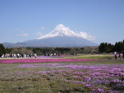 GW日帰りバスツアー☆山梨いちご狩りと富士芝桜まつり