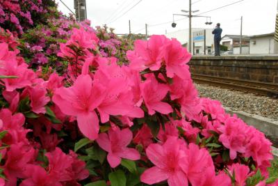 ＪＲ豊浜駅の躑躅