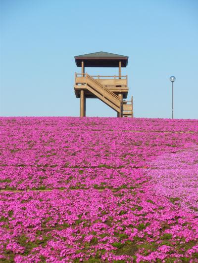 市貝町芝ざくら公園