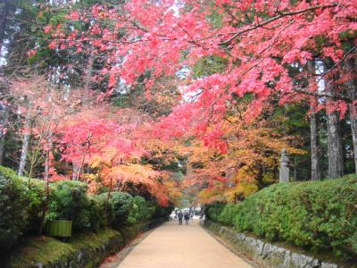 仔猫といっしょ計画（和歌山２００９　高野山編）