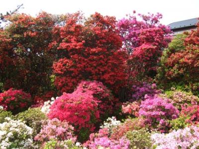 2010.05.02西沢つつじ園