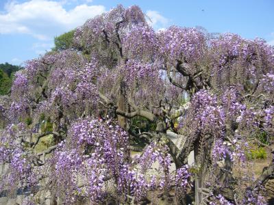 足利フラワーパーク