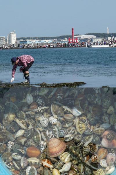 浜名湖弁天島で４年ぶりの潮干狩り　小さいアサリとハマグリをゲット！　