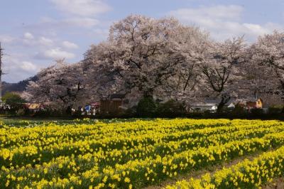 2010 桜日記 第11弾 山梨 神代桜編 