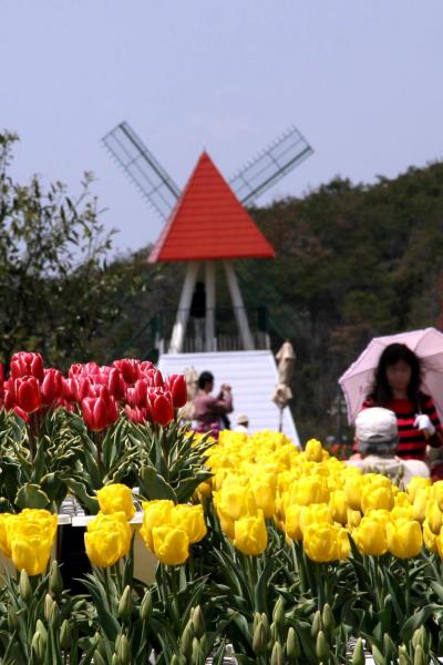 ひとり旅 ［720］ 感動の花風景！チューリップ祭\（ｏ⌒∇⌒ｏ）／　ワーイ♪♪＜春満開！世羅高原農場＞広島県世羅町