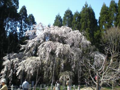 信州高山村のしだれ桜を回る
