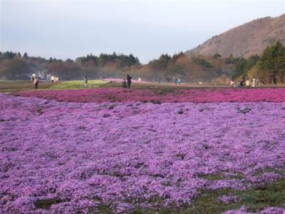 2010.05.03富士芝桜まつり　他