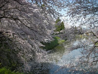 山形子連れ里帰り　２０１０　（前編）