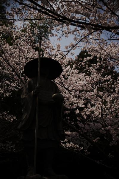 ＜京都第30旅＞ 2010年4月　古都桜巡り　1日目④　勧修寺