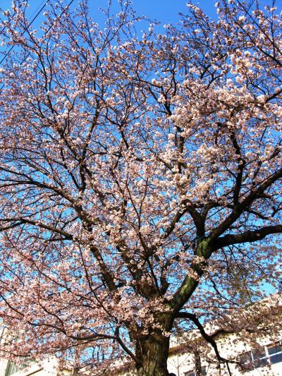 鎌ヶ谷：小金中野牧跡/貝柄山公園など　☆とっこめ桜まつりで