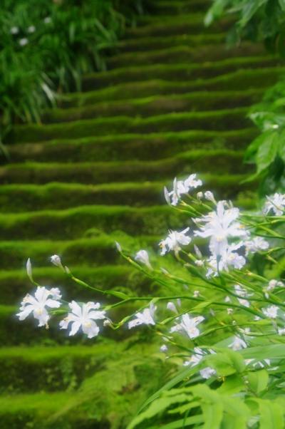GWなのに空いている鎌倉を満喫～プチオフ会で季節の花を撮影しよう！～