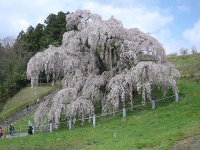 満開の三春の桜を見に福島へ　１日目