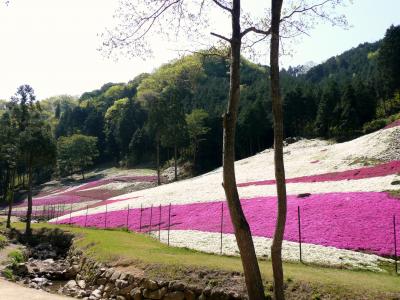 ヤマサ蒲鉾の芝桜とゆめさきの森公園