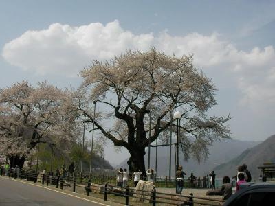 荘川桜まで。