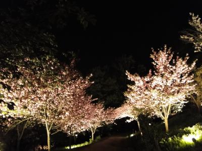 長瀞の岩畳と通り抜け桜のライトアップ