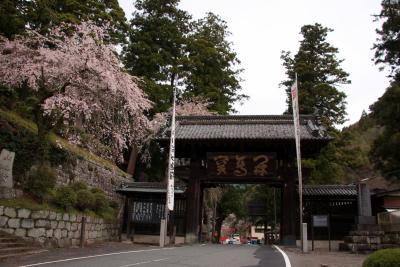 2010 身延山久遠寺の枝垂れ桜（その４）