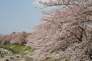 遅い桜にあいたくて新幹線で初秋田