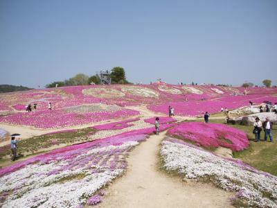 ２０１０GW花めぐり①　世羅高原　『花夢の里　ロクタン』の芝桜庭園