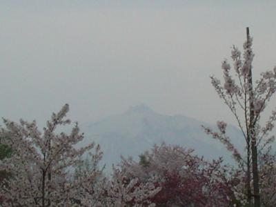青森県　津軽富士見湖のさくらまつり