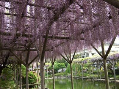 2010.05.04藤まつり（亀戸天神社）