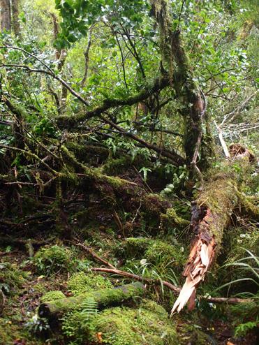(24) Tutoko Valley Track を行く　−　Fiordｌand National Park, NZ