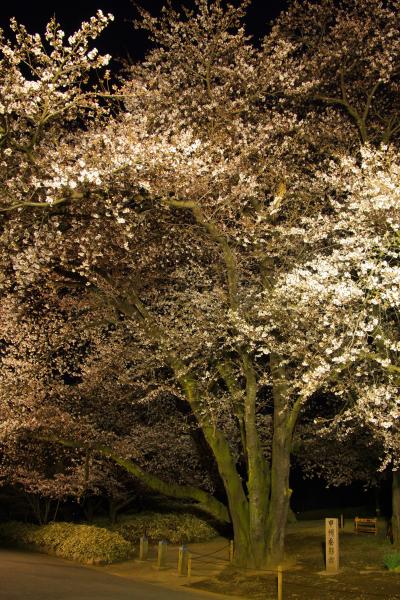 身延山からの帰りに見つけた甲州蚕影桜