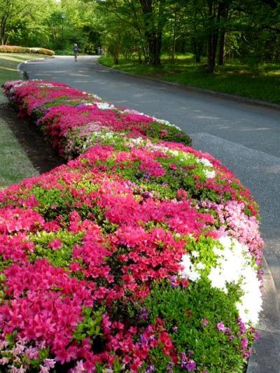 五月の花めぐり　皇居のツツジ・亀戸の藤