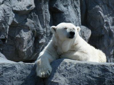 旭山動物園