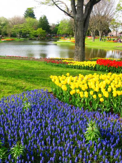 国営昭和記念公園-2　春爛漫・カラフルな花畑　F☆シバザクラも輝いて